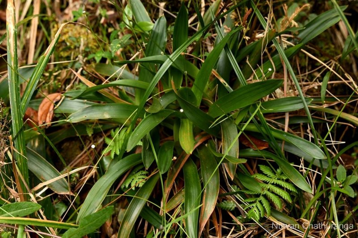 Eriocaulon catopsioides S.M.Phillips